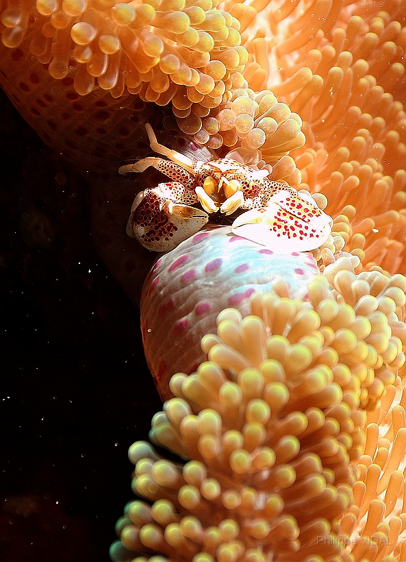 Sipadan_2015_Crabe porcelaine des anemones_Neopetrolisthes maculatus_IMG_2816_rc.jpg